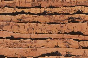 tigre_805x536_598[1]