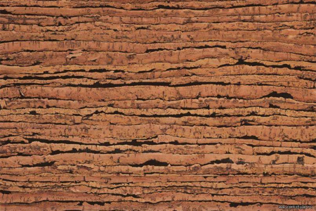 tigre1_805x536_598